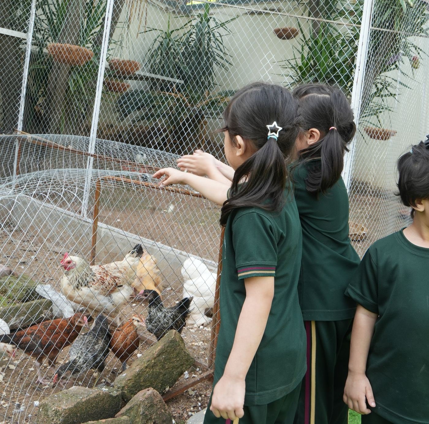 A pupil gently caring for chicks at home